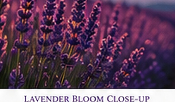 Lavender in full bloom